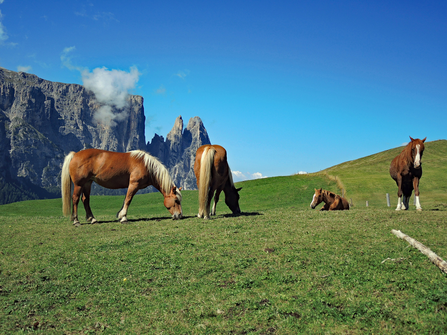 Haflinger am Schlern