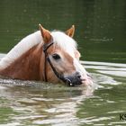 Haflinger Amore beim "Aquatraining" im See