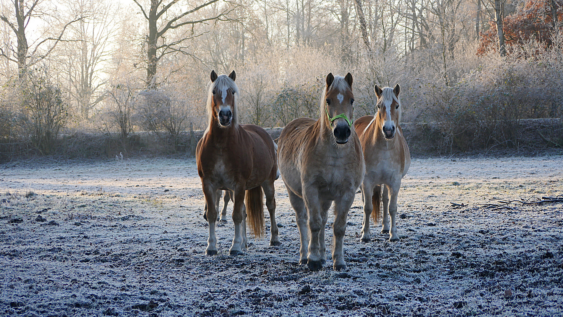 Haflinger an einem frostigen Morgen