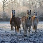 Haflinger an einem frostigen Morgen