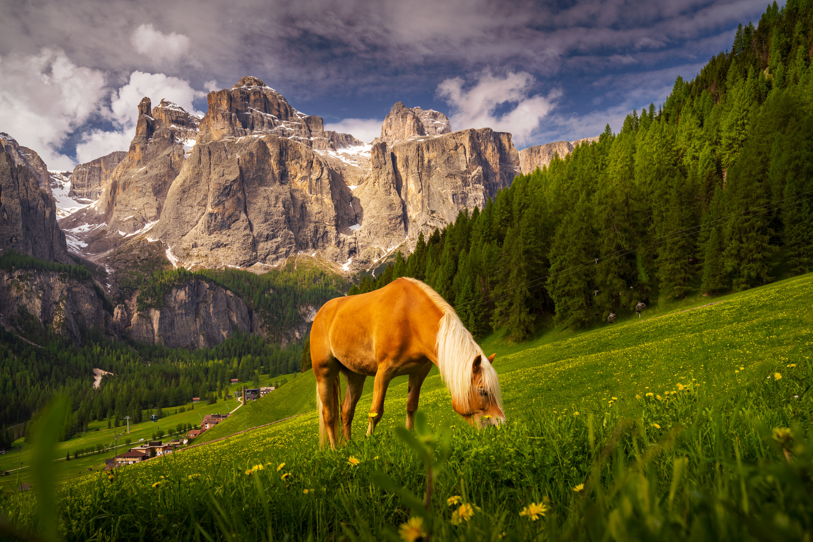 Haflinger auf Bergweide