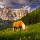 Haflinger auf Bergweide