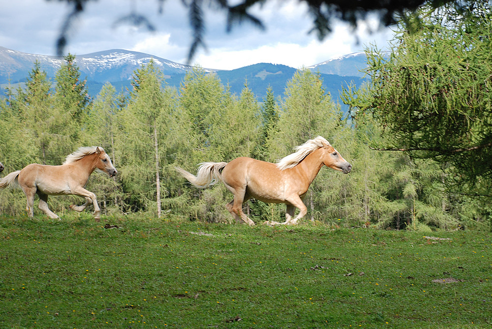 Haflinger auf dem Plesch