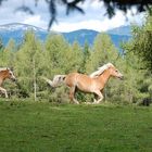 Haflinger auf dem Plesch