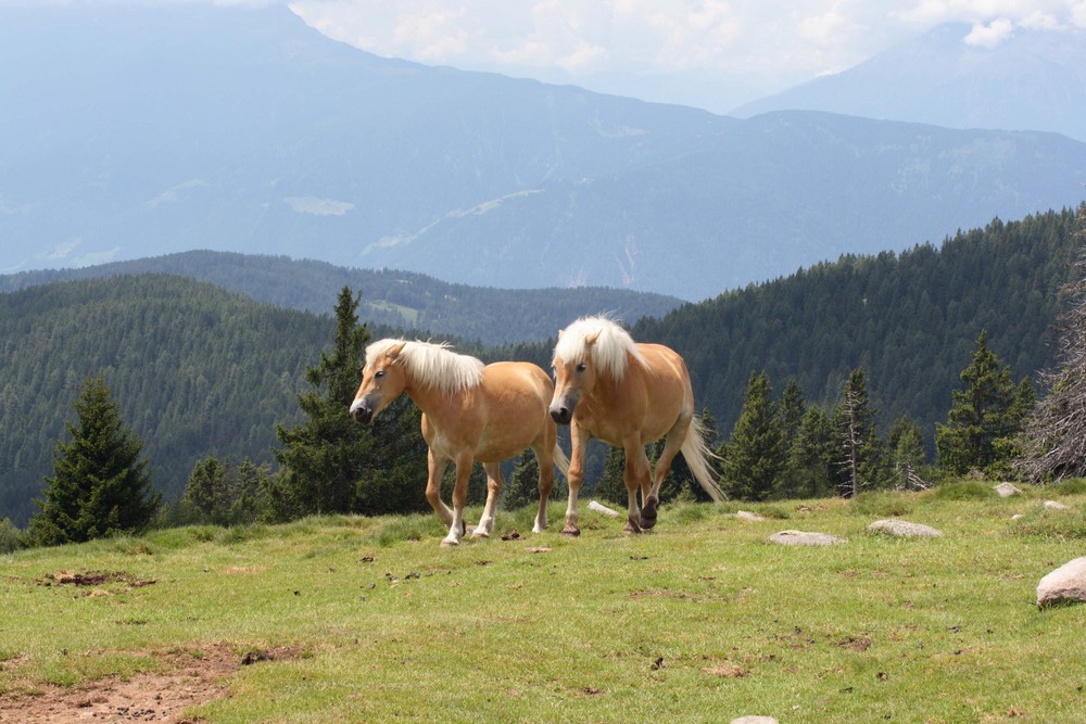 Haflinger auf dem Salten