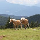 Haflinger auf dem Salten