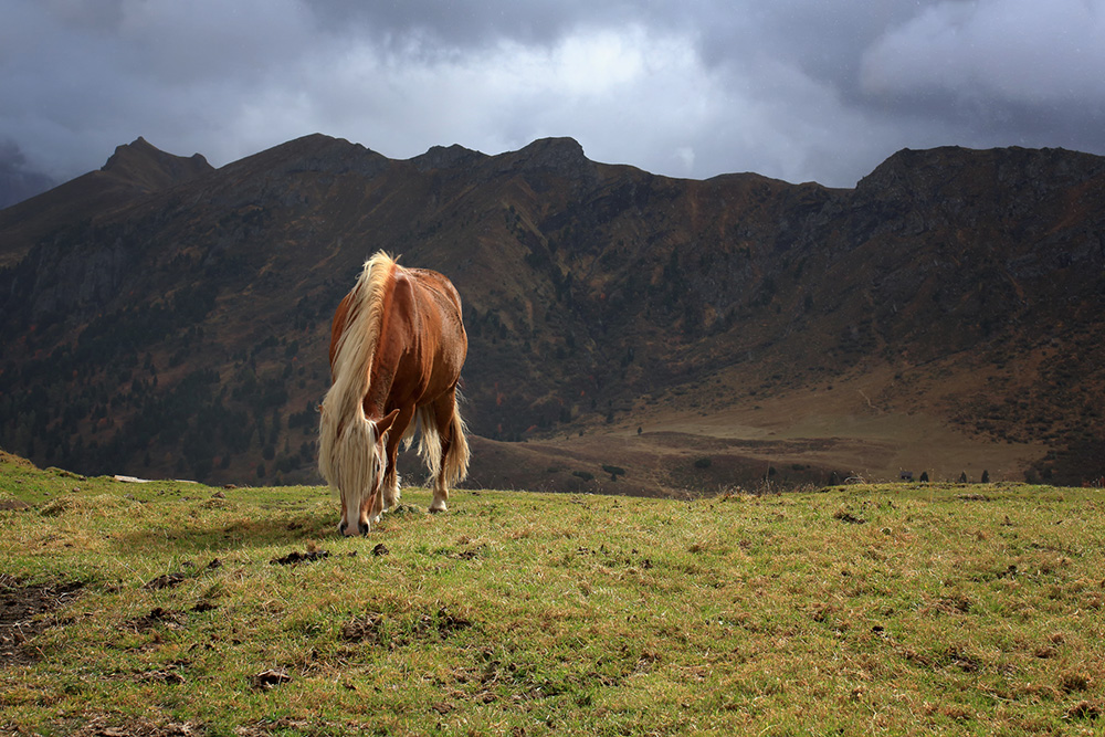 Haflinger auf der Alm