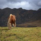 Haflinger auf der Alm