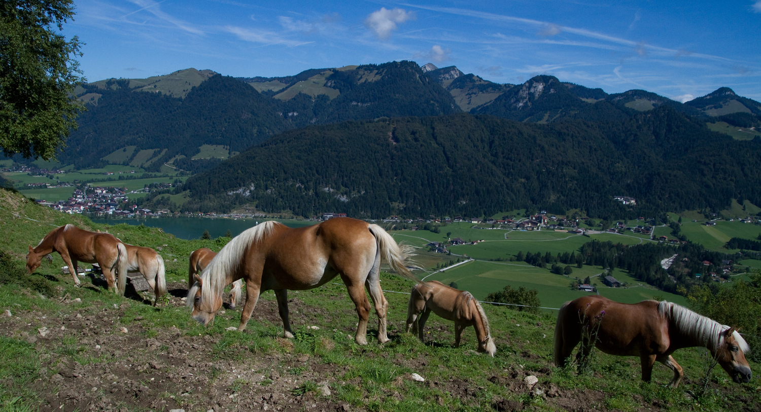 Haflinger auf der Alm..