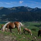 Haflinger auf der Alm..