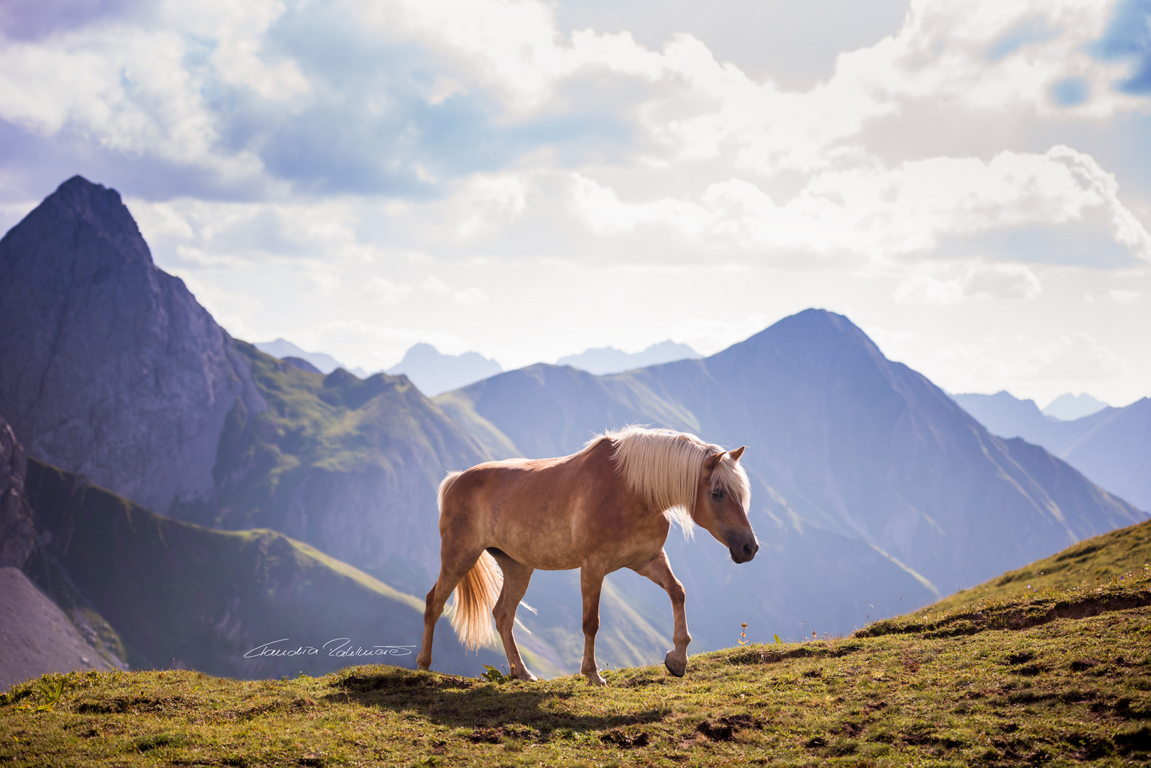 Haflinger auf der Alm in Österreich