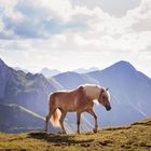 Haflinger auf der Alm in Österreich