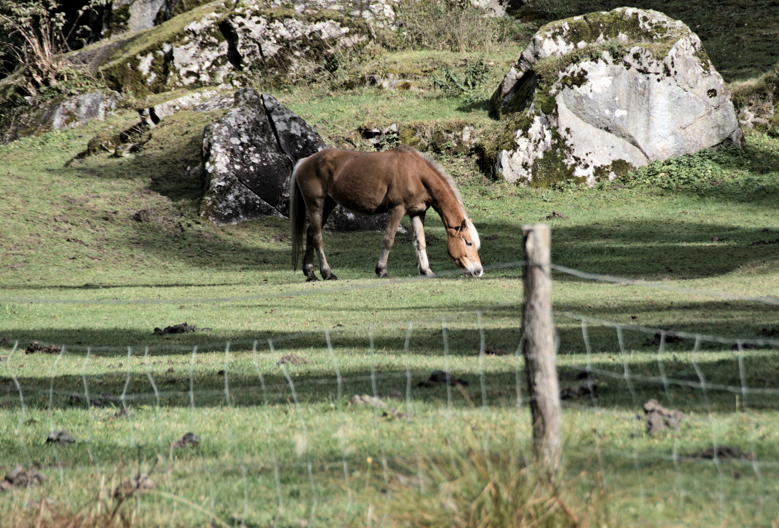 Haflinger auf der Herbstweide