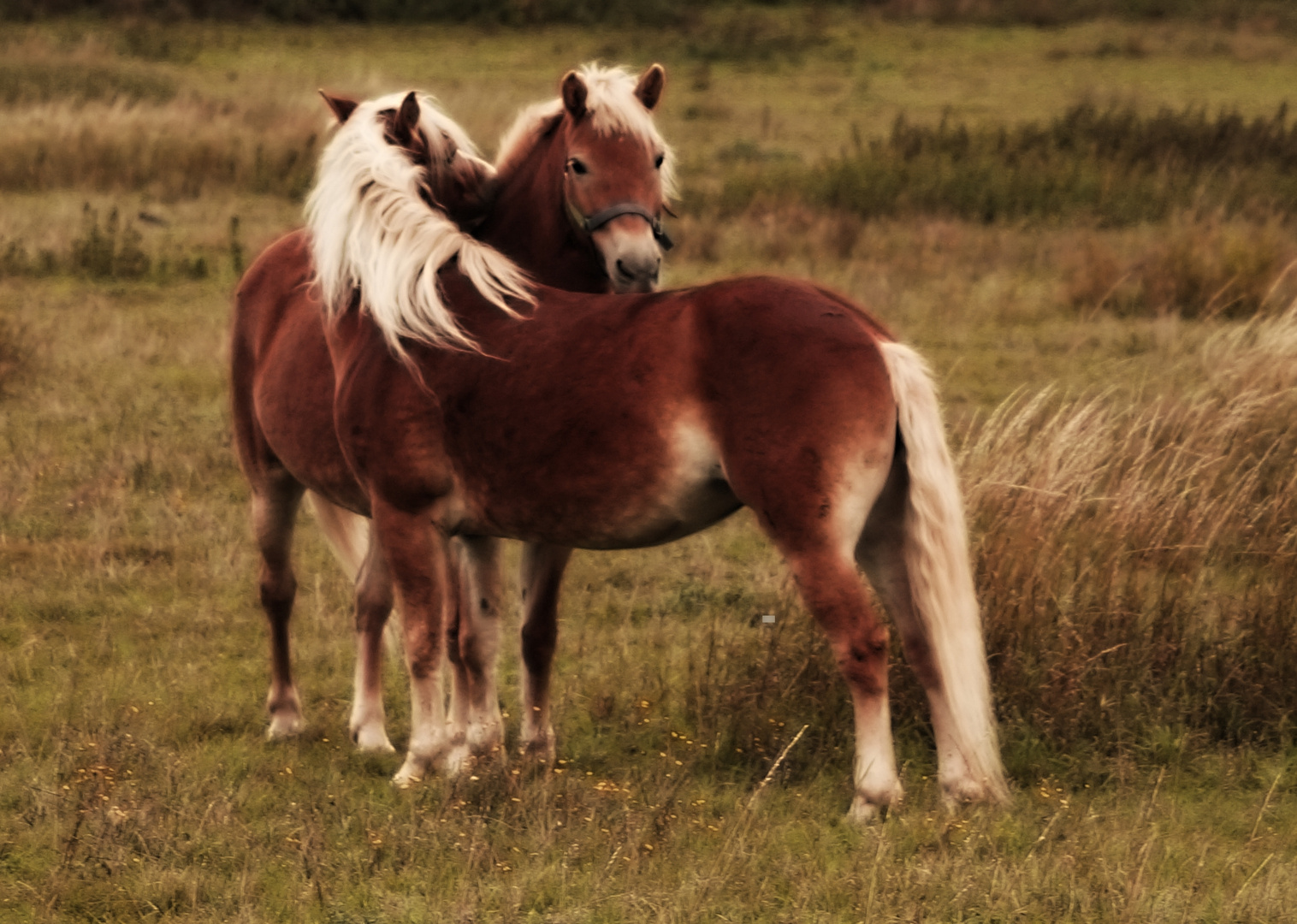 Haflinger auf der Koppel