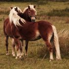 Haflinger auf der Koppel