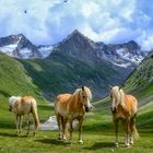 Haflinger auf der Schönwiesalm bei Obergurgl