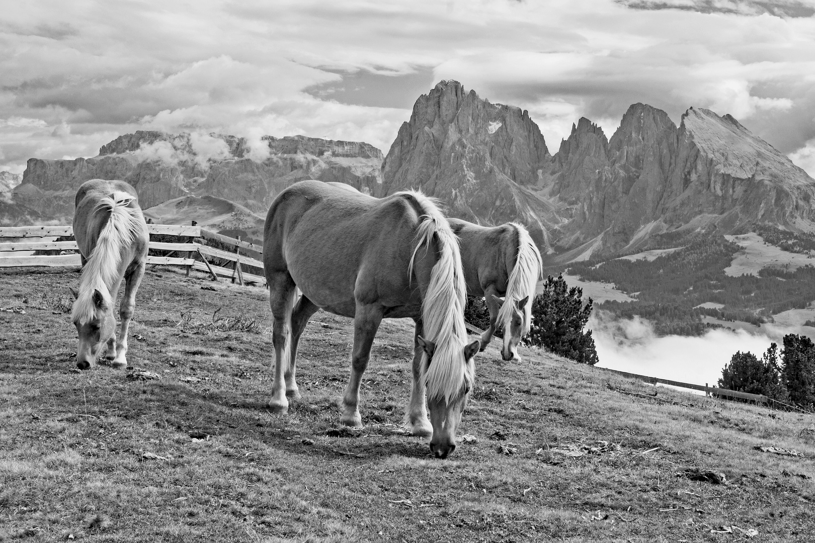 Haflinger auf der Seiser Alm