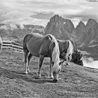 Haflinger auf der Seiser Alm