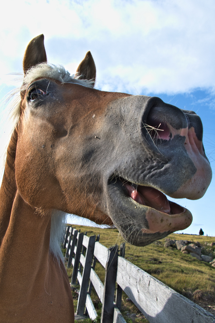 Haflinger auf der Villanderer Alm