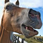 Haflinger auf der Villanderer Alm