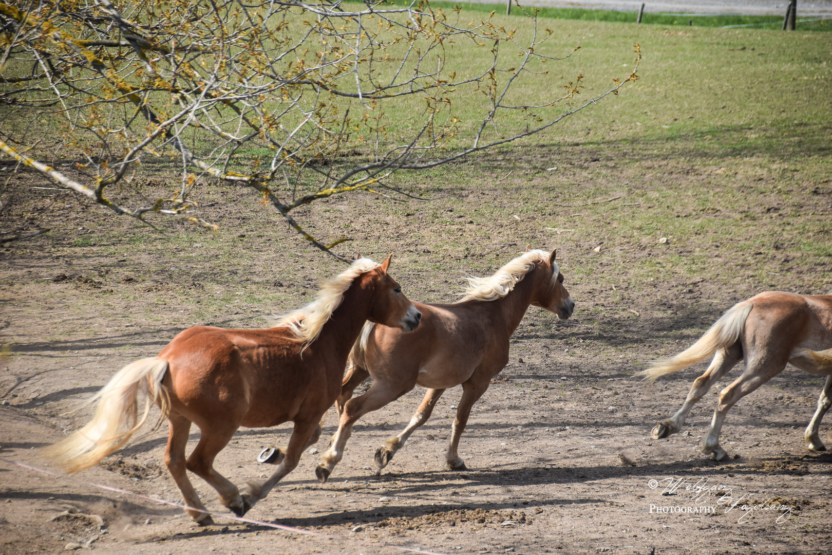 Haflinger auf der Weide