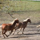 Haflinger auf der Weide