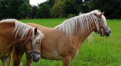 Haflinger auf der Weide