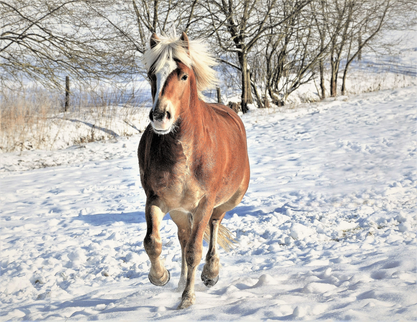 Haflinger auf der Winterweide.