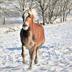 Haflinger auf der Winterweide.