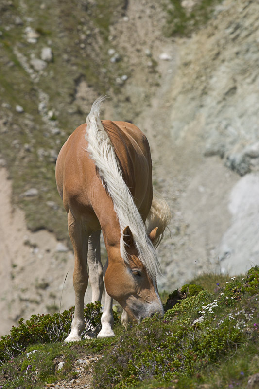 Haflinger auf einer Almwiese