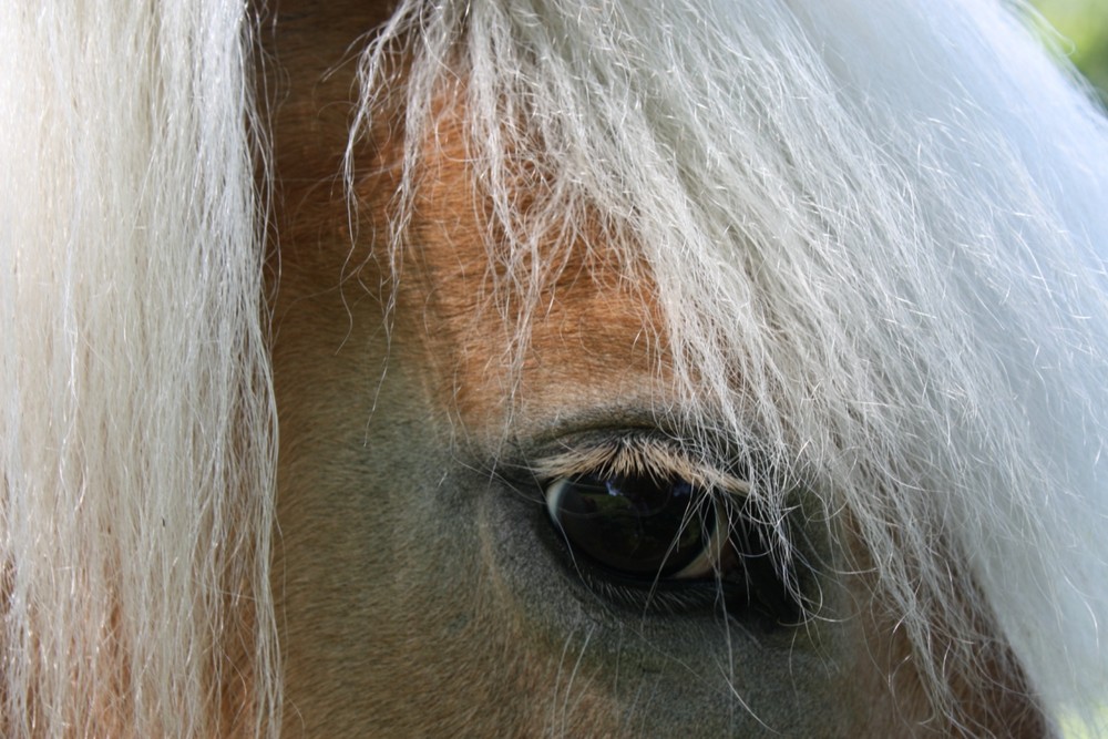 Haflinger- Auge