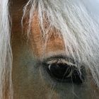 Haflinger- Auge