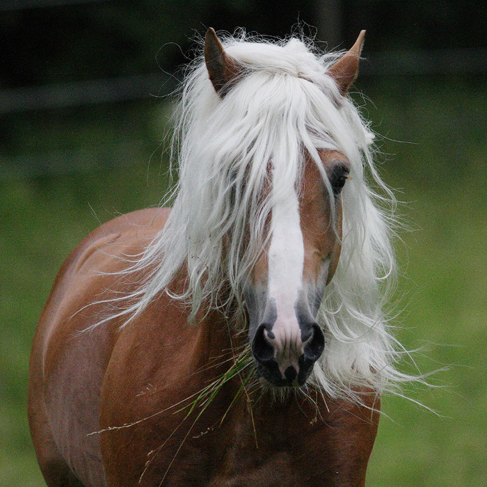 Haflinger