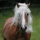 Haflinger