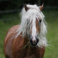 Haflinger