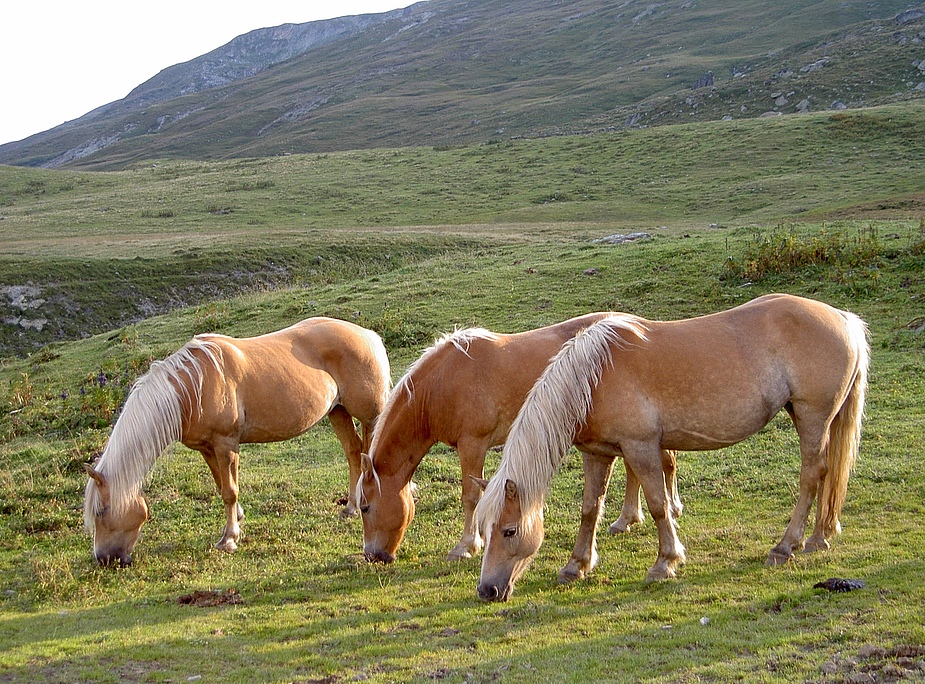 Haflinger