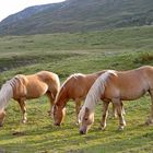 Haflinger