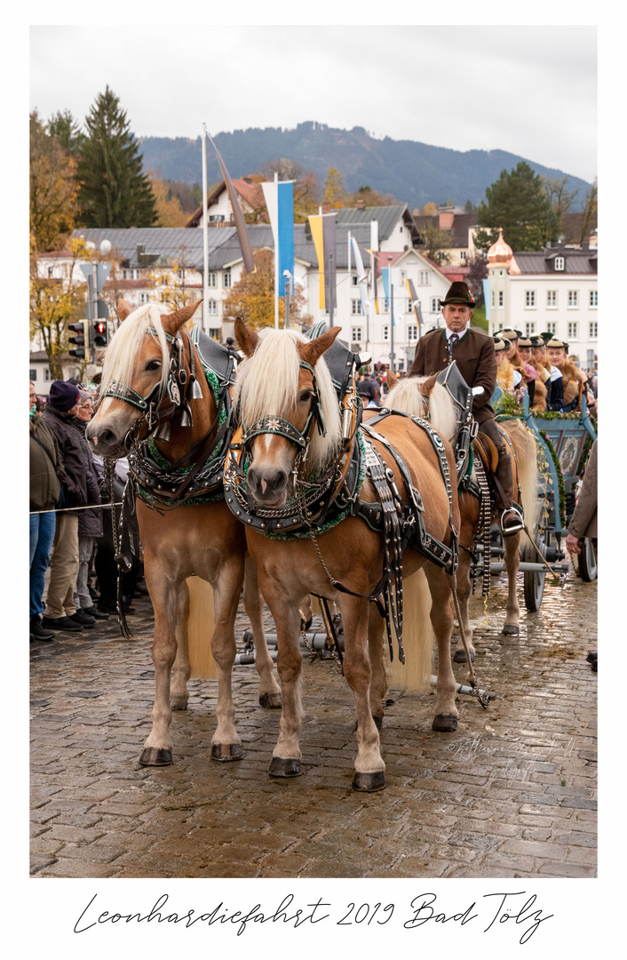 Haflinger