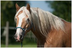 * Haflinger *