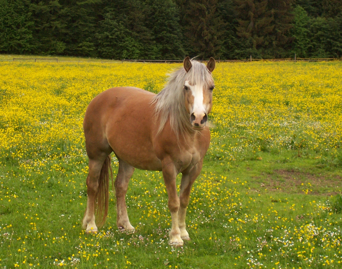 Haflinger