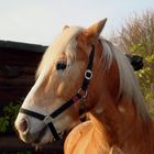 Haflinger