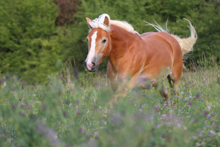 Haflinger