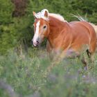 Haflinger