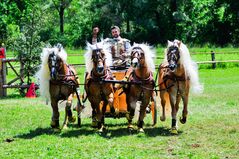 Haflinger