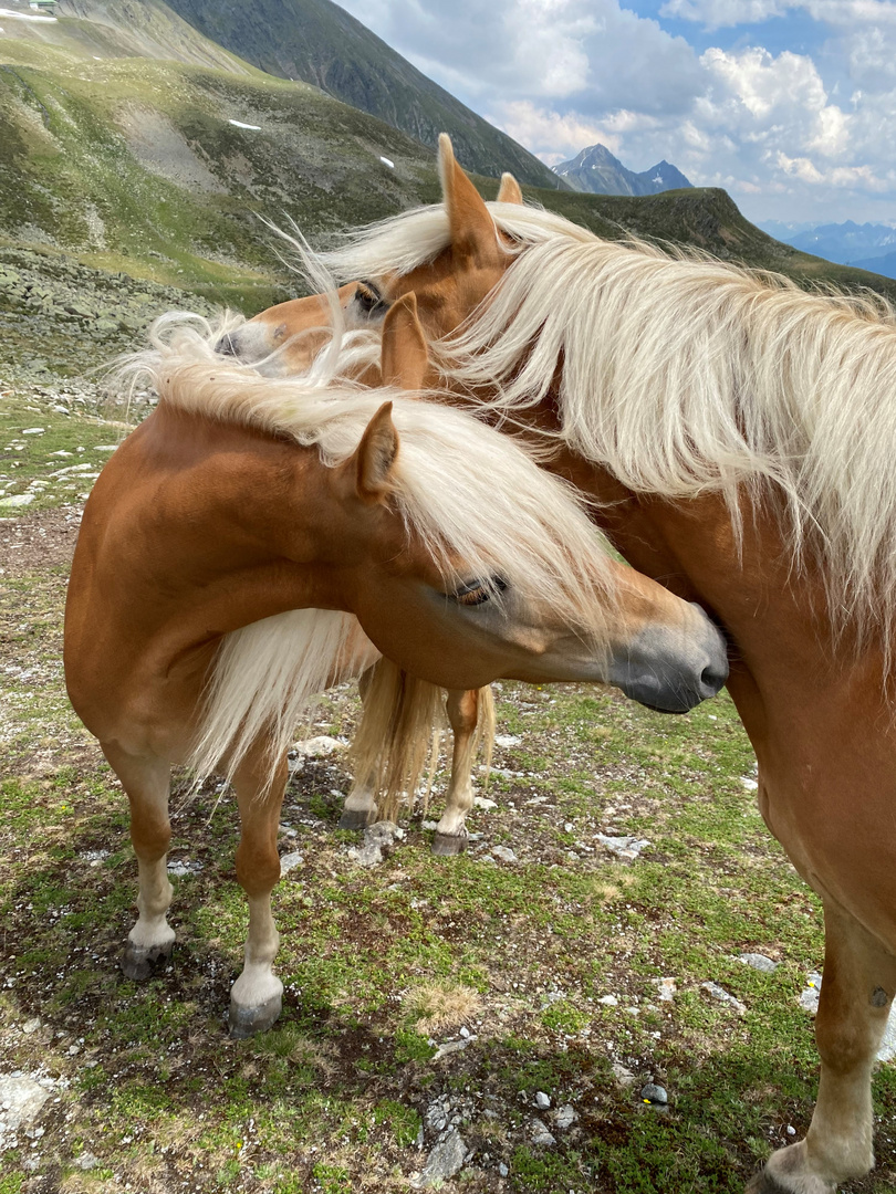 Haflinger Beauties