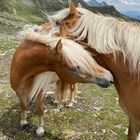 Haflinger Beauties