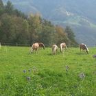 Haflinger beim Relaxen...