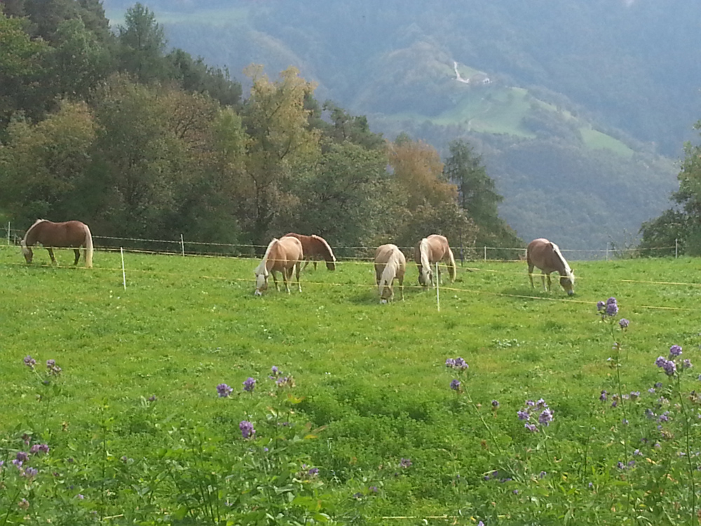 Haflinger beim Relaxen...