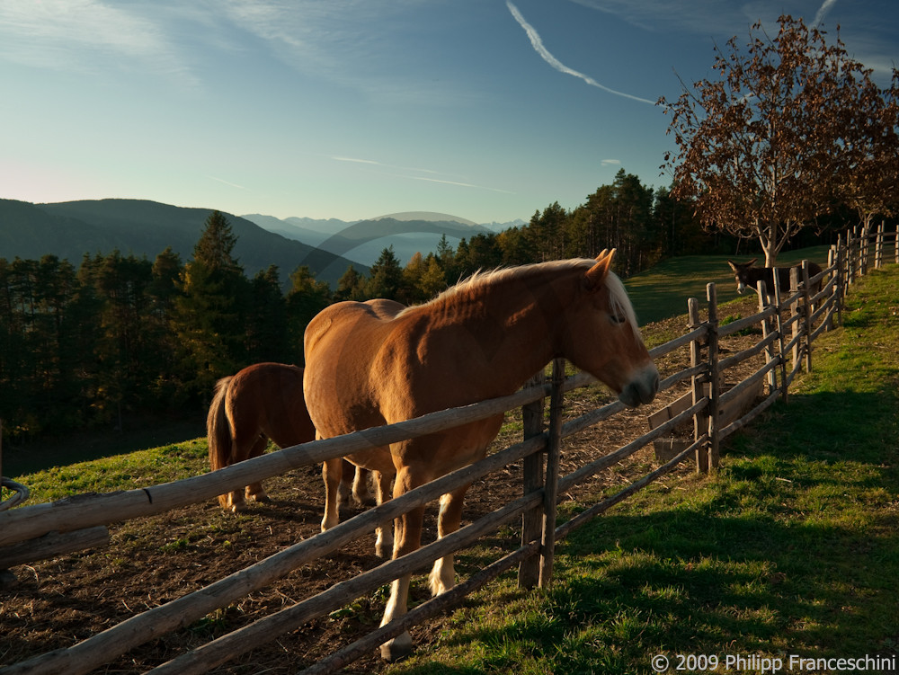 Haflinger beim Relaxen