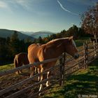 Haflinger beim Relaxen